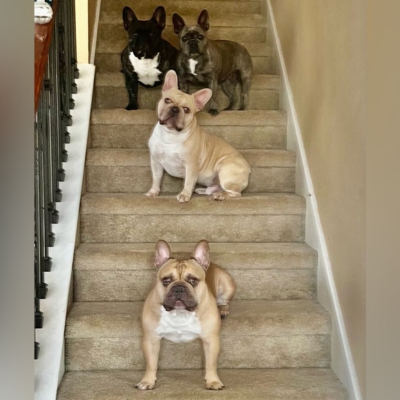 BJ’s Crazy Live Show! - Picture 2 of 11